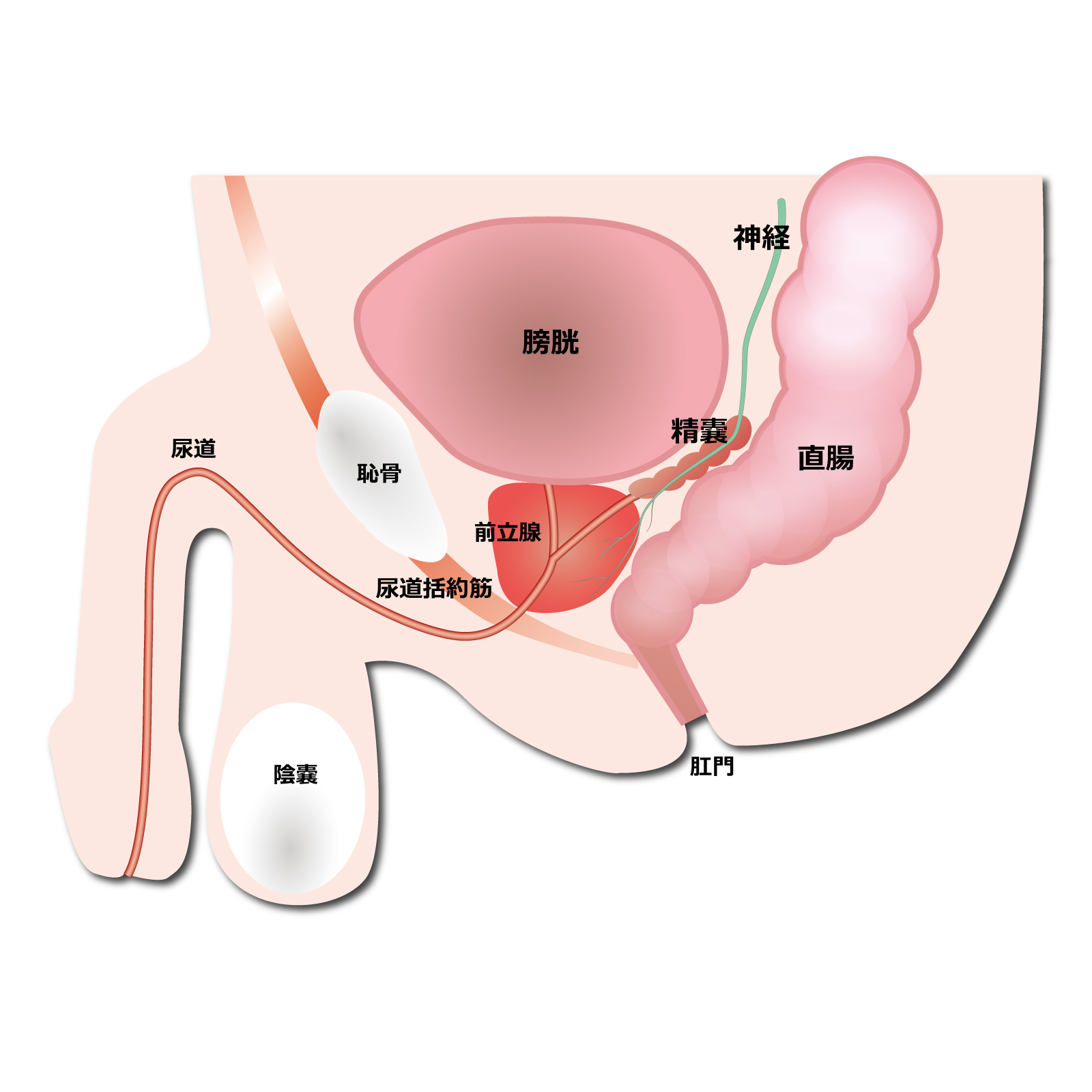 男性の陰部断面図